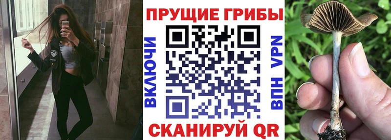 Галлюциногенные грибы прущие грибы  Лихославль 